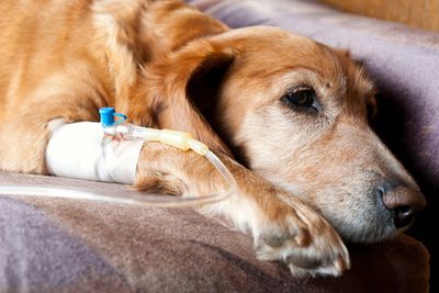 Perfusion d'un chien