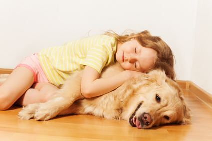 Sleeping little girl lying on her Golden Retriever