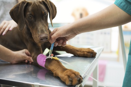 Beautiful doberman puppy lying on a veterinary table and gets an infusion. Vet holding infusion line attached to dog's leg. Short DOF and selective focus on infusion needle