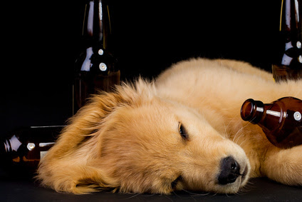 chien couche bouteilles alcool-exces