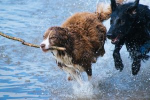 deux chiens courant dans l'eau-zoonoses