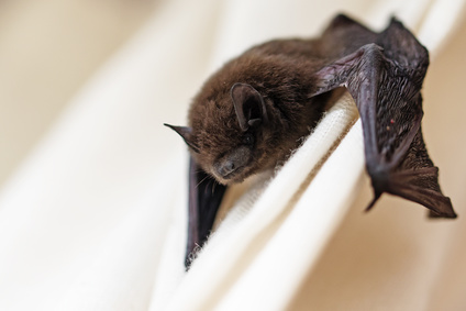 chauve souris-zoonoses