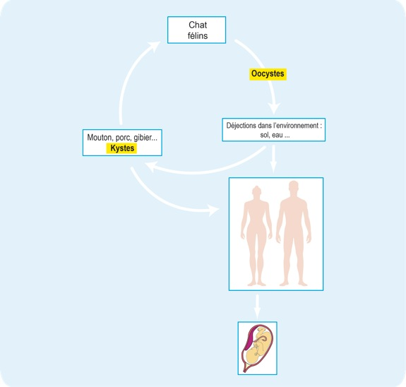 schema cycle toxoplasmose