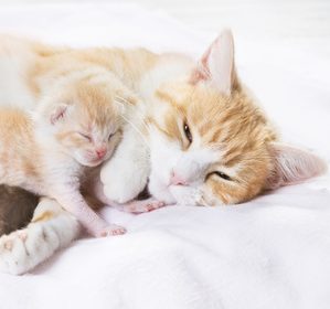 chatte couchée avec son chaton-age