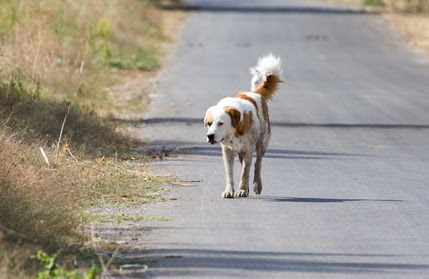 Dog on the road in nature