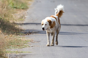 Lire la suite à propos de l’article Que dois-je faire si je trouve un animal errant ?