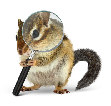 Funny pet chipmunk searching with loupe, on white