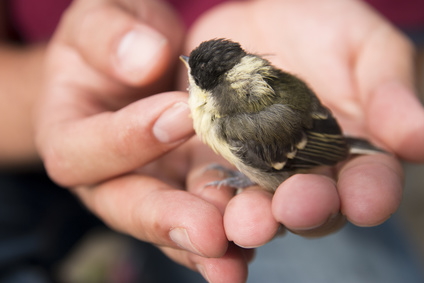 oiseau tenu dans une main-animal errant