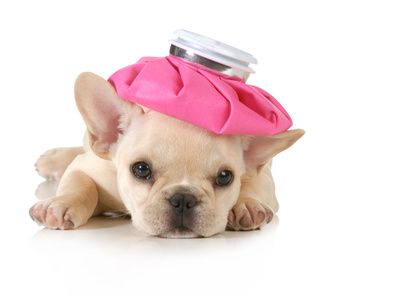 chiot avec poche de glace sur crane-syndrome brachycephale