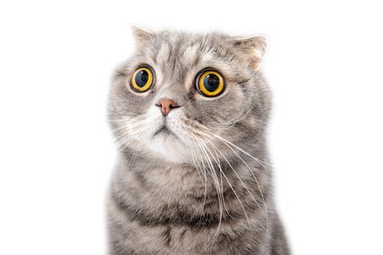 Mon chat a des vers Mon chat a des vers