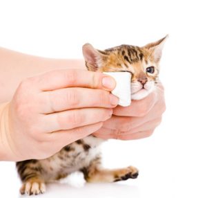 œil d'un chaton nettoye avec une compresse