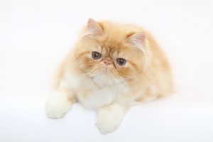 chat persan-œil