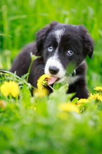 chien dans un champ-sante