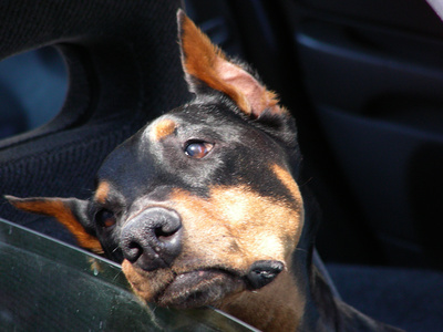 doberman tête posée contre vitre de voiture-troubles estivaux