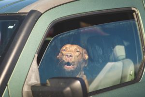 chien derriere vitre de voiture-troubles estivaux