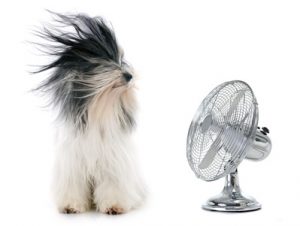 chien face à ventilateur-troubles estivaux