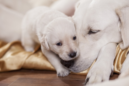 chiot couché sur museau de sa mère