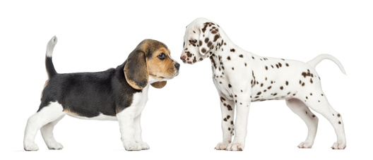 chiot beagle et dalmatien museau contre museau