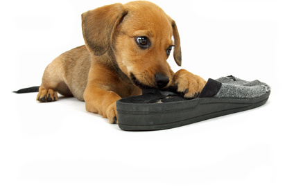 chiot grignotant une pantoufle