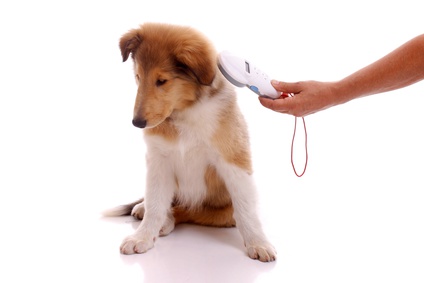 chiot-visite veterinaire