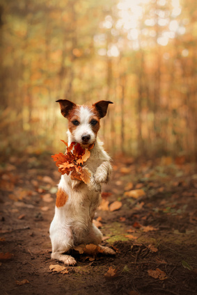 chiot jack russel en foret-maladie de lyme