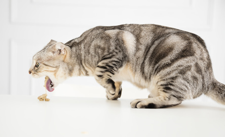 Clinique Veterinaire Des Sources Chats Clinique Veterinaire Des Sources Chats