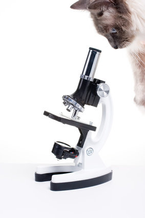 chat regardant dans un microscope-vomissements