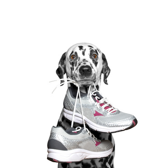 dalmatien tenant chaussures de sport en gueule-bonnes resolutions