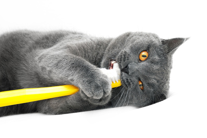 chat tenant brosse a dents en gueule-bonnes resolutions