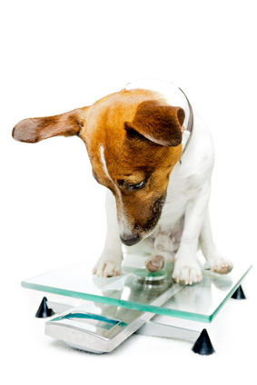 jack russel sur une balance-bonnes resolutions