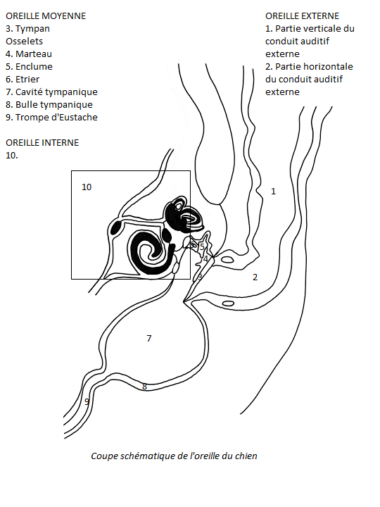 schema oreille chien-otite