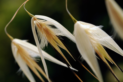 herbes seches epillets-otite