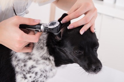 auscultation oreille chien-otite