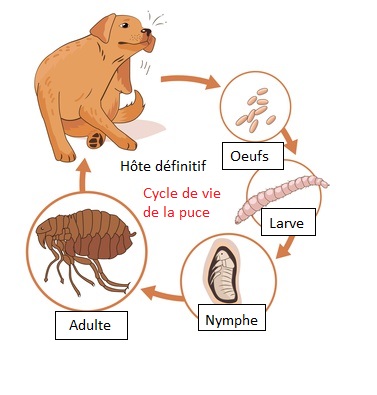 schema cycle de vie puces