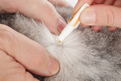 traitement pelage chien avec pipette-puces