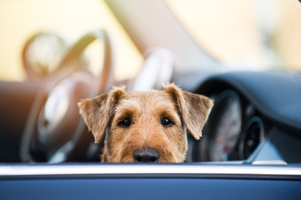 museau chien derriere vitre voiture-quiz