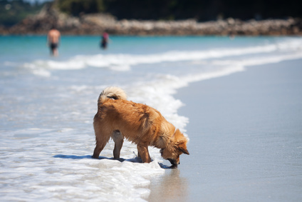 chien buvant eau de mer plage-quiz