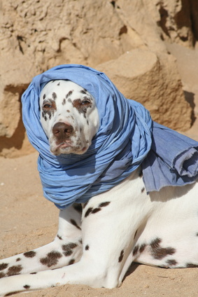 dalmatien tete protegee d'un turban-quiz