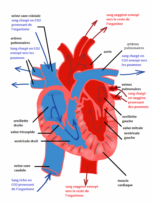 schema fonctionnement coeur-maladies cardiaques