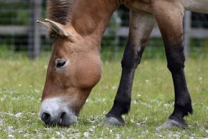 Lire la suite à propos de l’article Le rythme de vermifugation du cheval