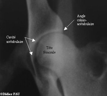 radiologie hanche normale chien