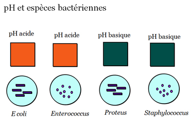 Intérêt de l'analyse des urines dans le diagnostic des infections ...