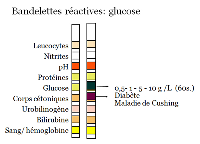 Dépistage de l'infection urinaire par la bandelette urinaire