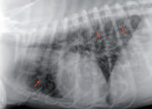 Lire la suite à propos de l’article Angiostrongylose pulmonaire chez le chien