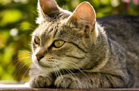 chat-couche-asthme-felin-homeopathie