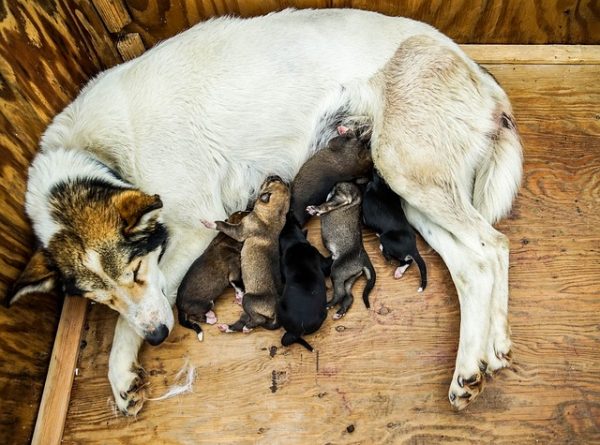 chienne allaitant chiot - cesarienne