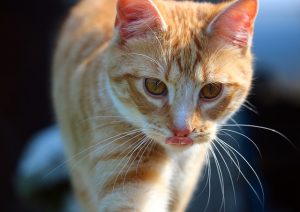 Lire la suite à propos de l’article Malpropreté urinaire du chat : conduite à tenir