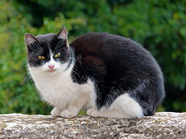 chat-noir-blanc-assis-pierre-malproprete urinaire