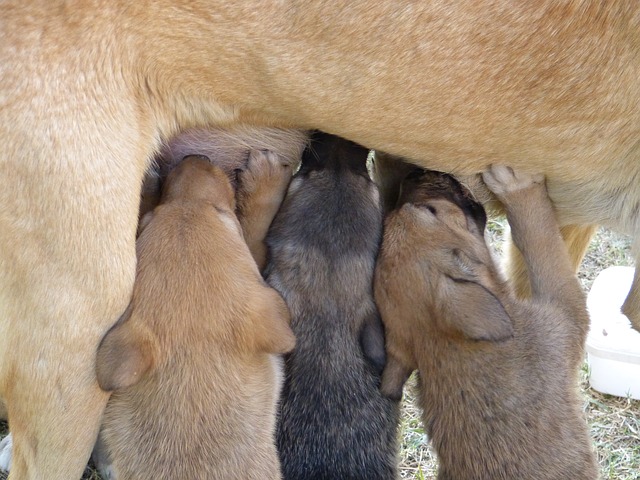 chienne allaitant-agalactie