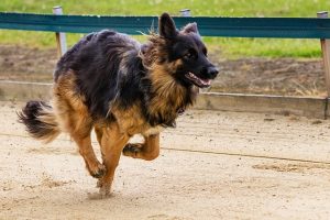 Lire la suite à propos de l’article Contractures musculaires chez le chien